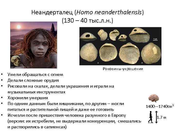Неандерталец (Homo neanderthalensis) (130 – 40 тыс. л. н. ) Раковины-украшения • Умели обращаться