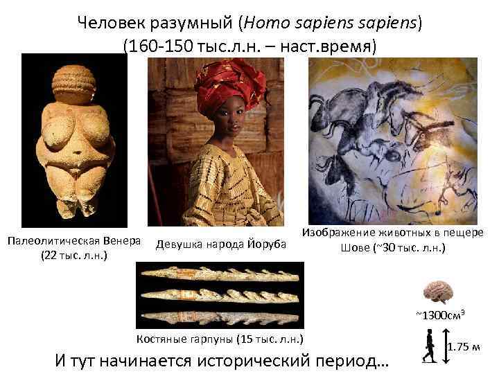 Человек разумный (Homo sapiens) (160 -150 тыс. л. н. – наст. время) Палеолитическая Венера