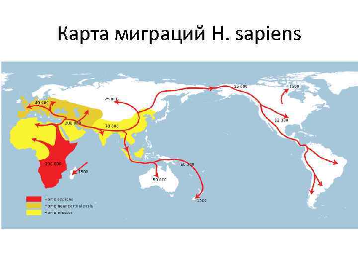 Карта миграций H. sapiens 