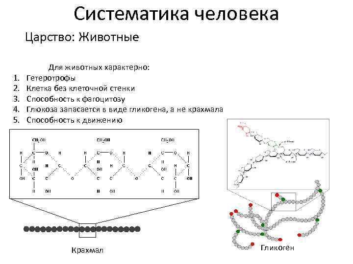 Систематика человека Царство: Животные 1. 2. 3. 4. 5. Для животных характерно: Гетеротрофы Клетка