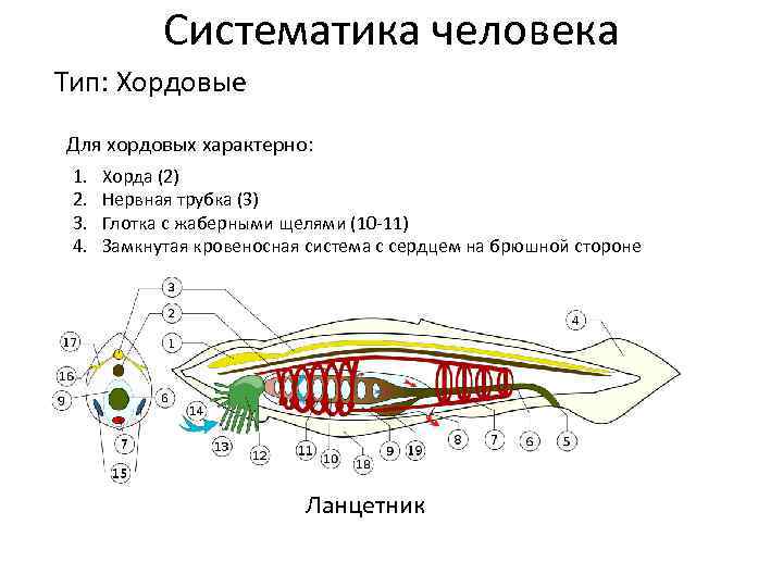 Глотка у хордовых. Кровеносная система система ланцетника. Трубчатая нервная система ланцетника. Общий план строения хордовых. Расположение внутренних органов у хордовых.
