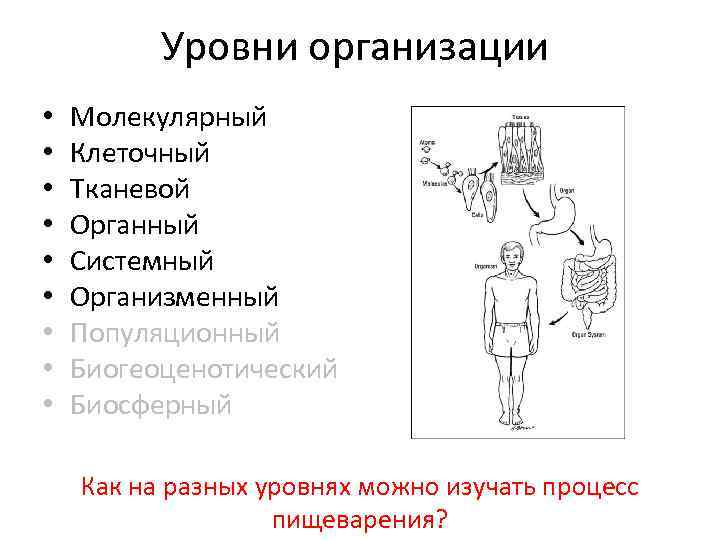 Уровни молекулярной организации клетки