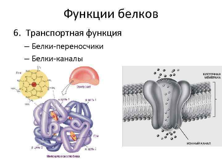 Энергетическая функция белка