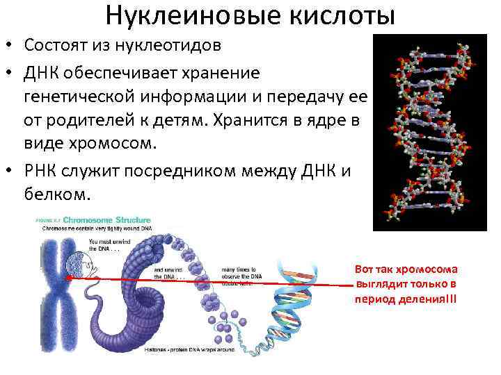 Нуклеиновые кислоты ДНК. Строение нуклеиновых кислот биология 10 класс. Нуклеиновые кислоты состоят из. ДНК И наследственная информация. Наследственная информация растений