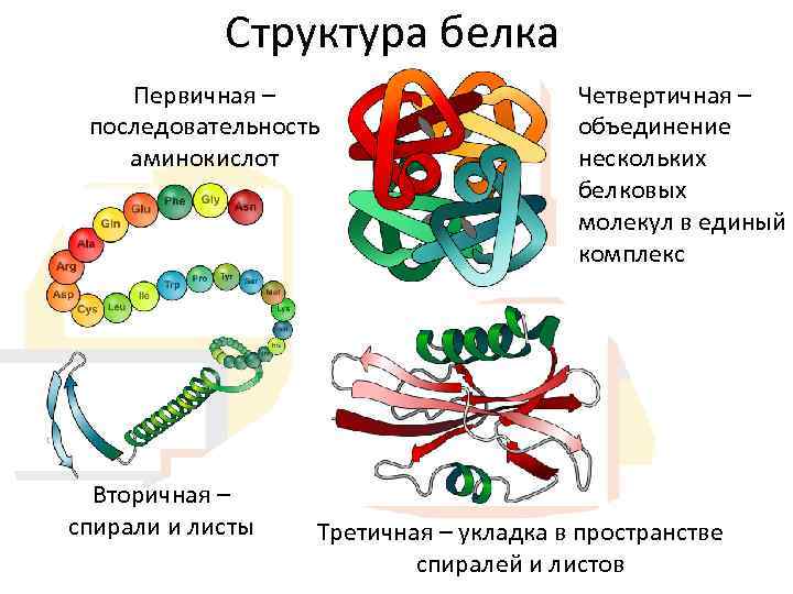 Первичная структура белка фото