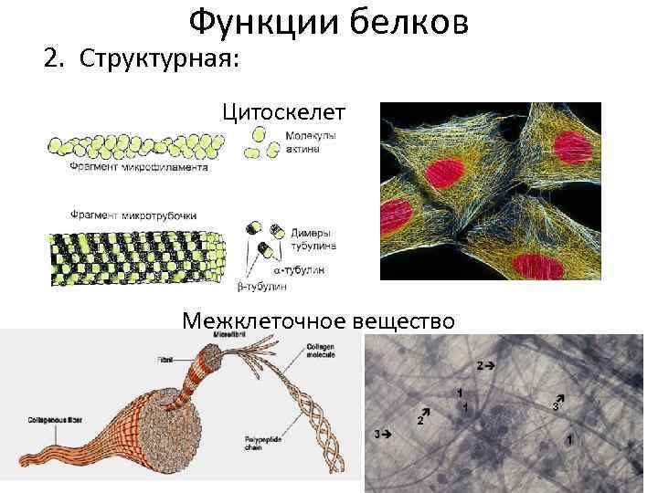 Функции белков 2. Структурная: Цитоскелет Межклеточное вещество 