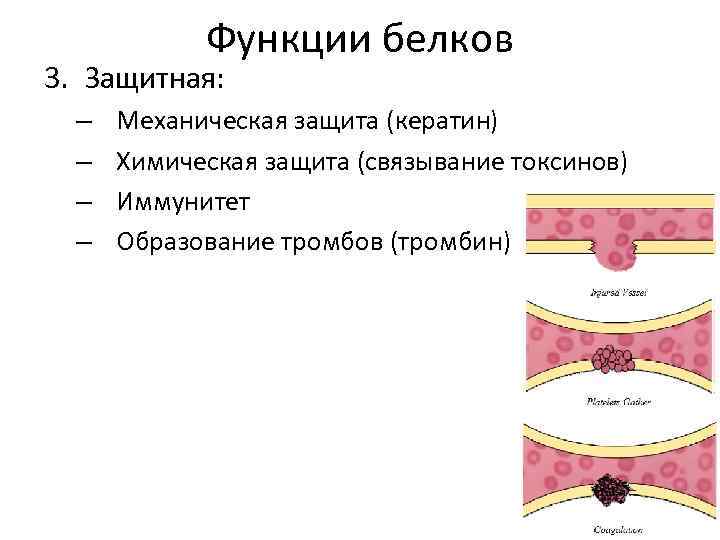 Функции белков 3. Защитная: – – Механическая защита (кератин) Химическая защита (связывание токсинов) Иммунитет