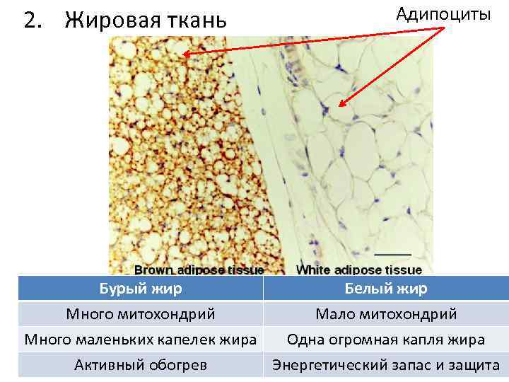 Виды жировой ткани