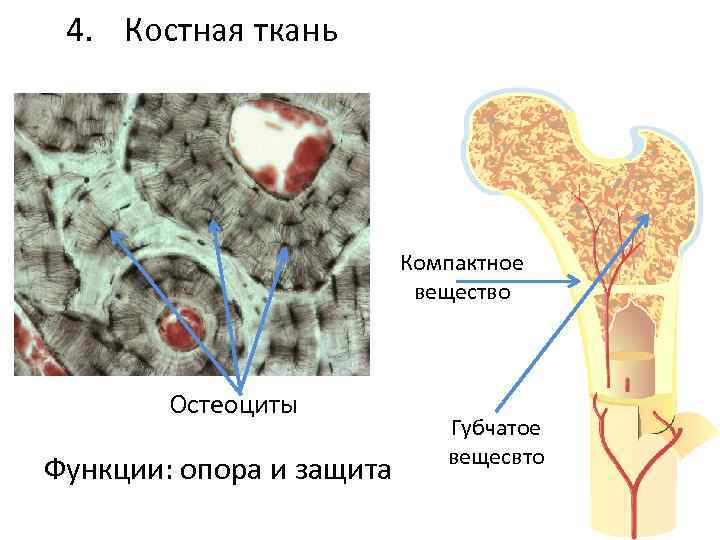 4. Костная ткань Компактное вещество Остеоциты Функции: опора и защита Губчатое вещесвто 