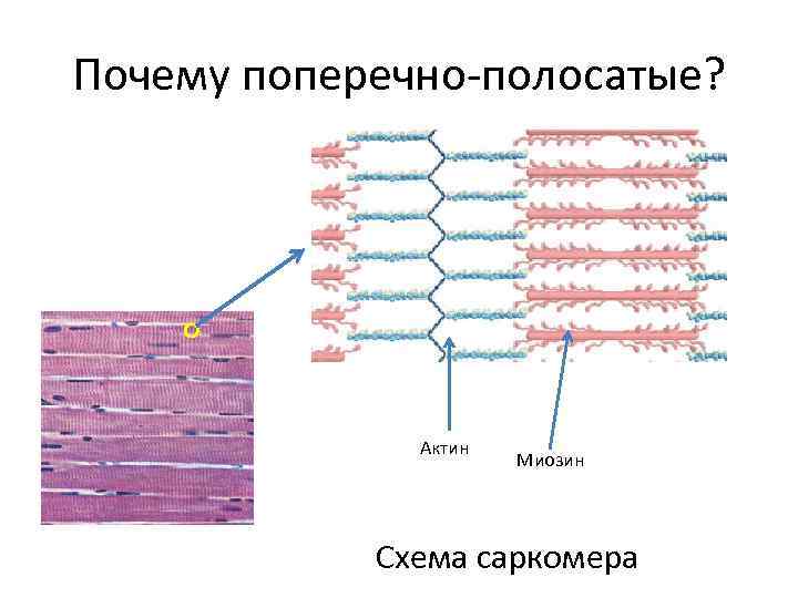 Сокращенная миофибрилла схематический рисунок