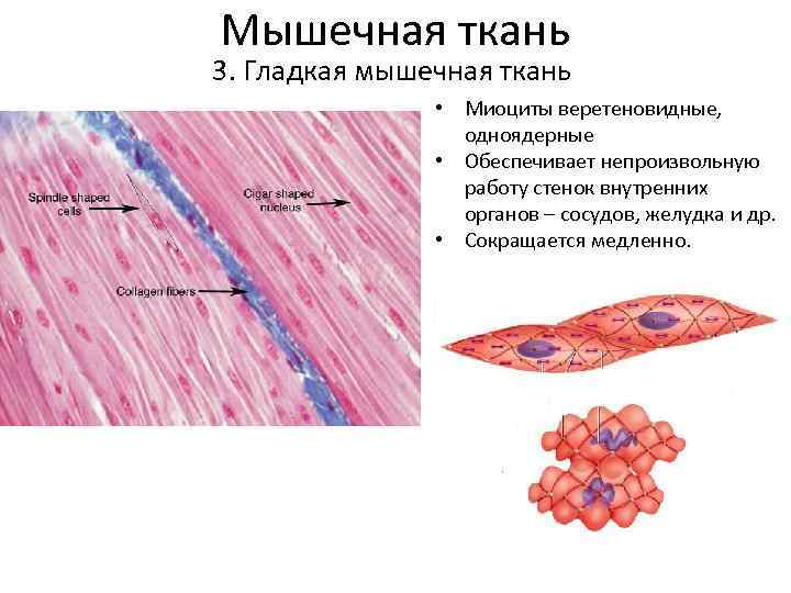 Схема изменения структуры гладкого миоцита до и после сокращения