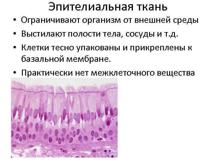 Пример эпителиальной ткани человека. Эпителиальная ткань. Строение эпителиальной ткани. Клетки эпителиальной ткани. Эпителиальная ткань рисунок.