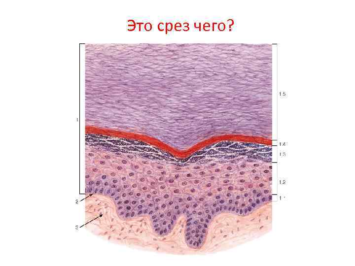 Кожа пальца. Многослойный плоский ороговевающий эпителий кожи.