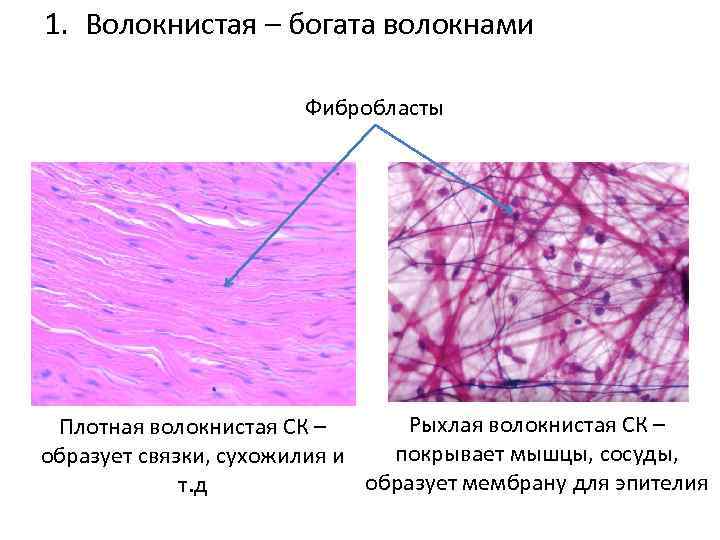 Характеристика рыхлой волокнистой ткани