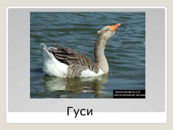 Гуси 