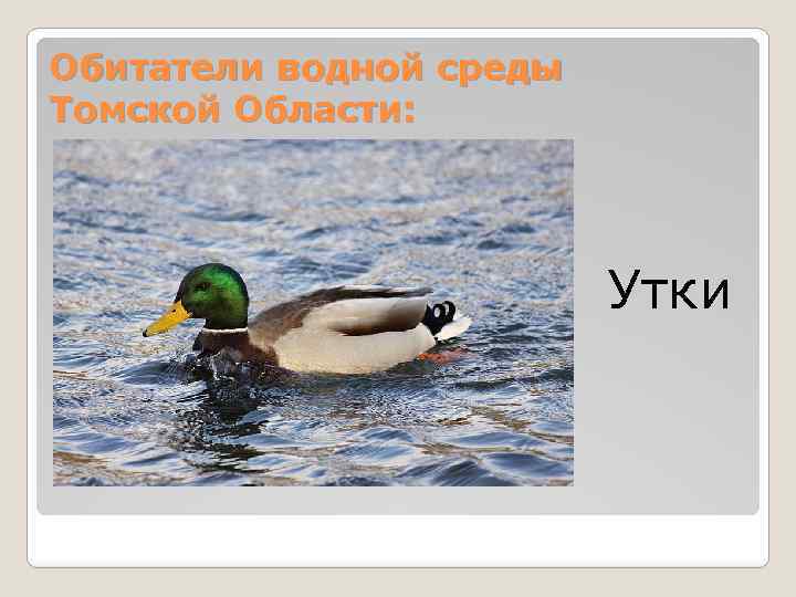 Обитатели водной среды Томской Области: Утки 