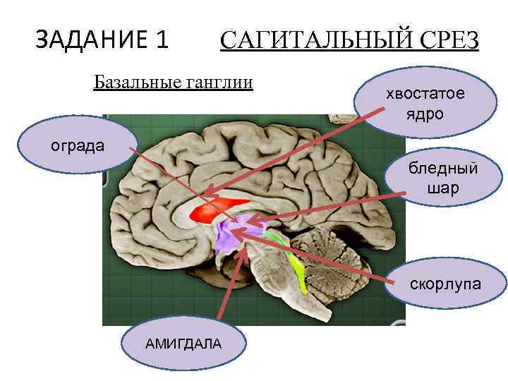 ЗАДАНИЕ 1 САГИТАЛЬНЫЙ СРЕЗ Базальные ганглии хвостатое ядро ограда бледный шар скорлупа АМИГДАЛА 