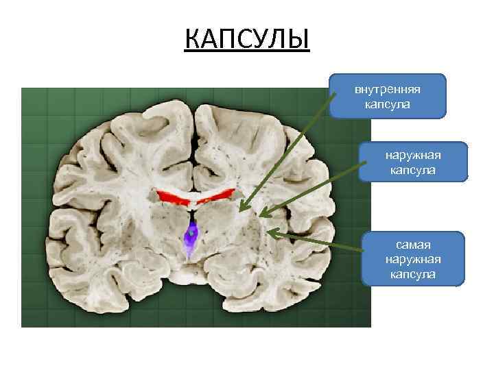 КАПСУЛЫ внутренняя капсула наружная капсула самая наружная капсула 