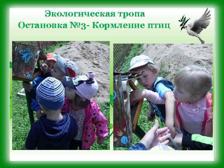 Экологическая тропа Остановка № 3 - Кормление птиц 
