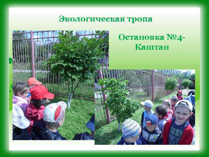 Экологическая тропа Остановка № 4 Каштан 