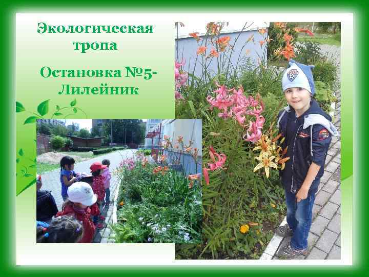 Экологическая тропа Остановка № 5 Лилейник 