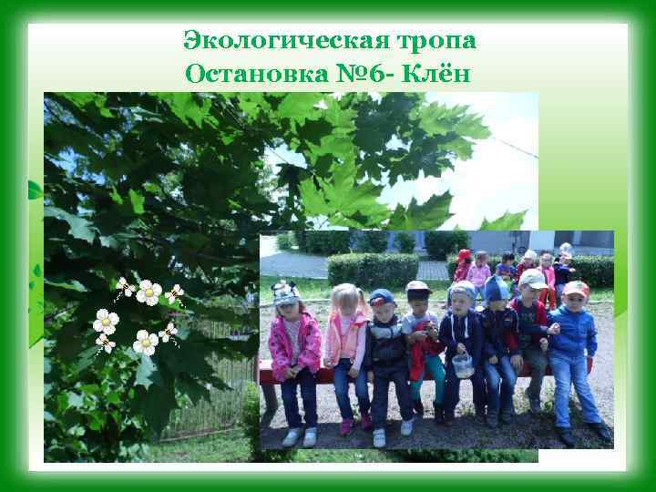 Экологическая тропа Остановка № 6 - Клён 