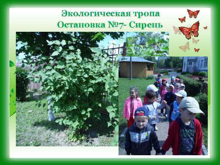 Экологическая тропа Остановка № 7 - Сирень 