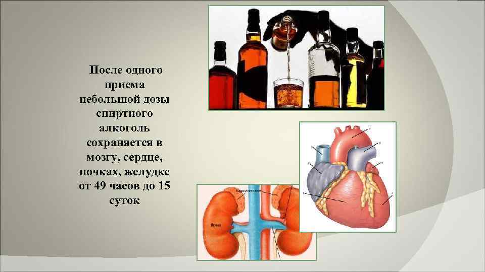 После одного приема небольшой дозы спиртного алкоголь сохраняется в мозгу, сердце, почках, желудке от