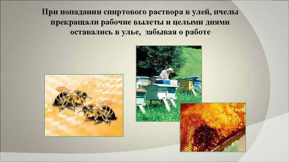 При попадании спиртового раствора в улей, пчелы прекращали рабочие вылеты и целыми днями оставались