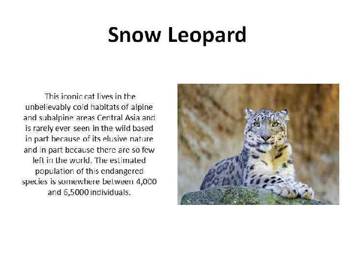 Snow Leopard This iconic cat lives in the unbelievably cold habitats of alpine and