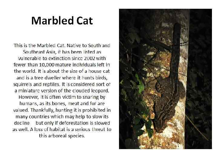 Marbled Cat This is the Marbled Cat. Native to South and Southeast Asia, it