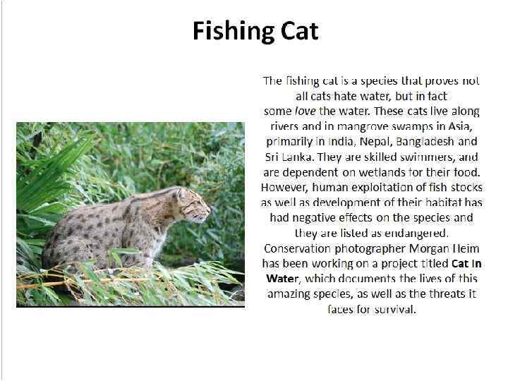 Fishing Cat The fishing cat is a species that proves not all cats hate