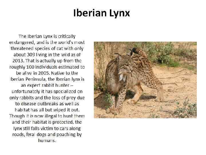 Iberian Lynx The Iberian Lynx is critically endangered, and is the world's most threatened