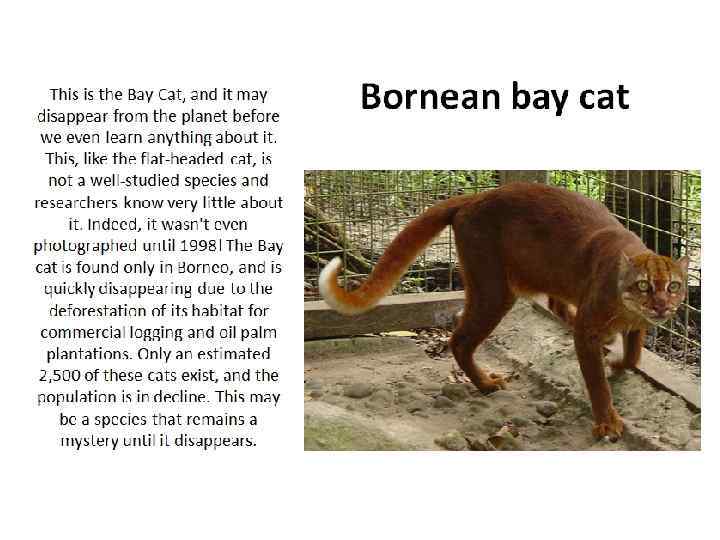 This is the Bay Cat, and it may disappear from the planet before we