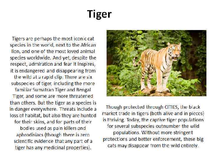 Tigers are perhaps the most iconic cat species in the world, next to the