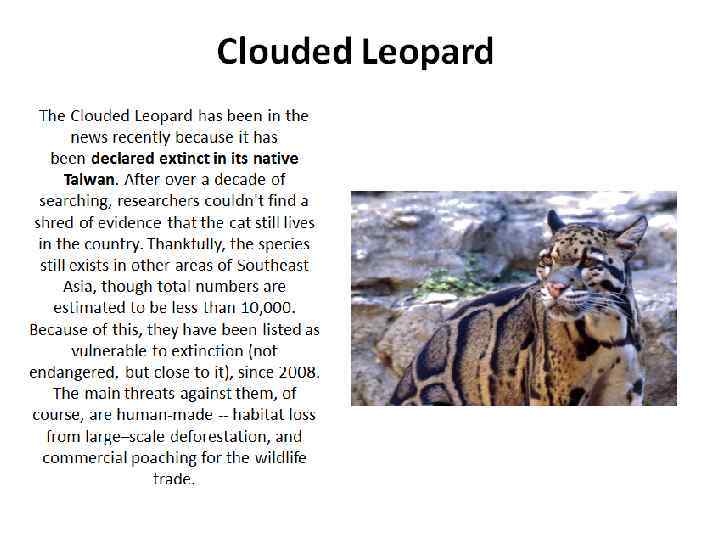Clouded Leopard The Clouded Leopard has been in the news recently because it has