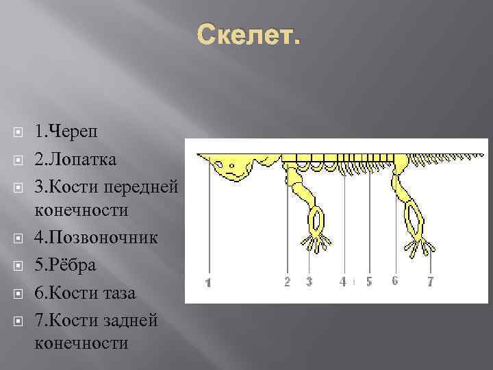 Скелет. 1. Череп 2. Лопатка 3. Кости передней конечности 4. Позвоночник 5. Рёбра 6.