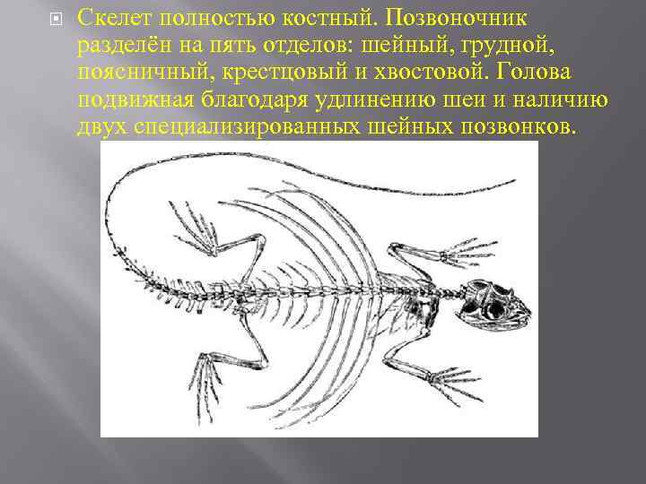  Скелет полностью костный. Позвоночник разделён на пять отделов: шейный, грудной, поясничный, крестцовый и