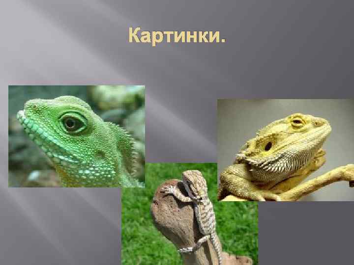 Картинки. 