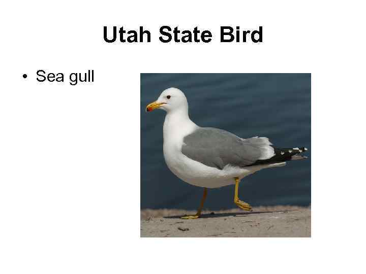 Utah State Bird • Sea gull 