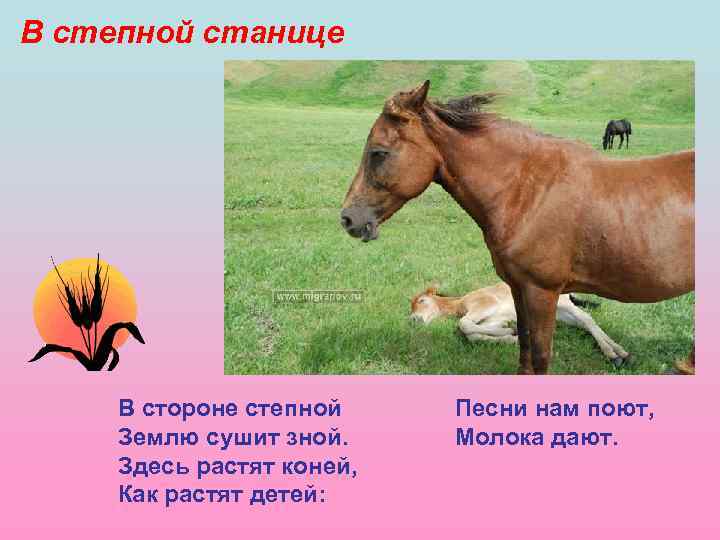 В степной станице В стороне степной Землю сушит зной. Здесь растят коней, Как растят