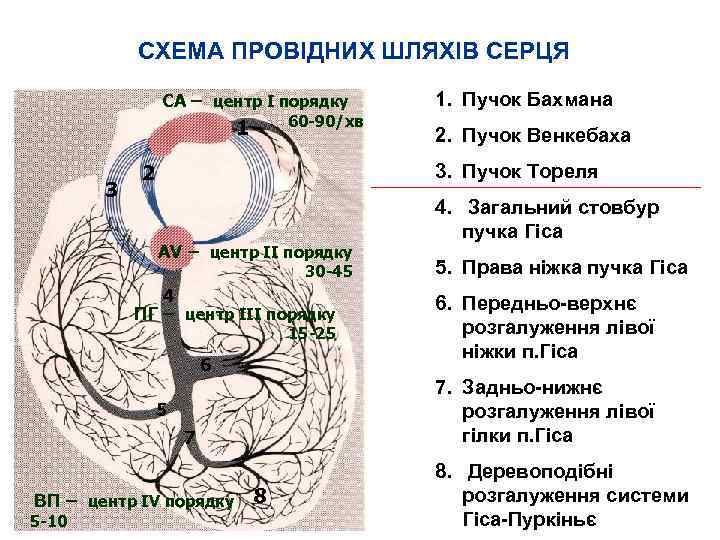 СХЕМА ПРОВІДНИХ ШЛЯХІВ СЕРЦЯ СА – центр І порядку 60 -90/хв 1 3 2.