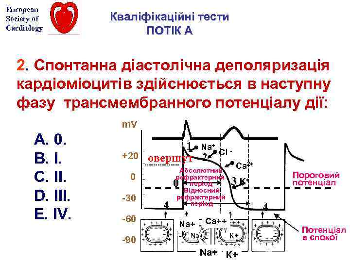 European Society of Cardiology Кваліфікаційні тести ПОТІК А 2. Спонтанна діастолічна деполяризація кардіоміоцитів здійснюється