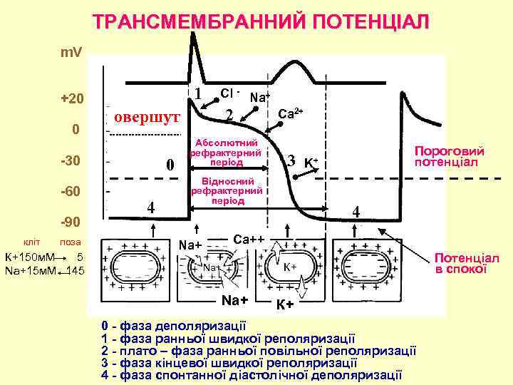 ТРАНСМЕМБРАННИЙ ПОТЕНЦІАЛ m. V +20 0 1 90 кліт поза К+150 м. М 5