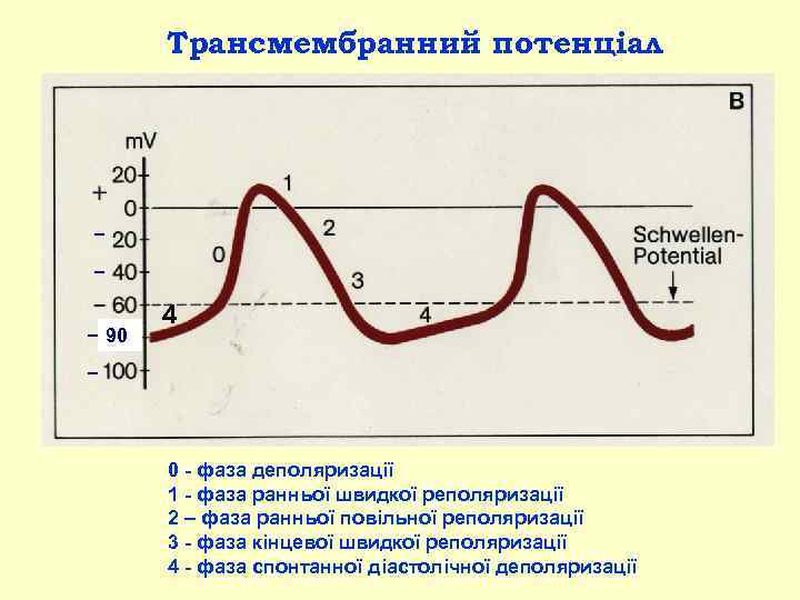 Трансмембранний потенціал − − − 90 4 − 0 фаза деполяризації 1 фаза ранньої