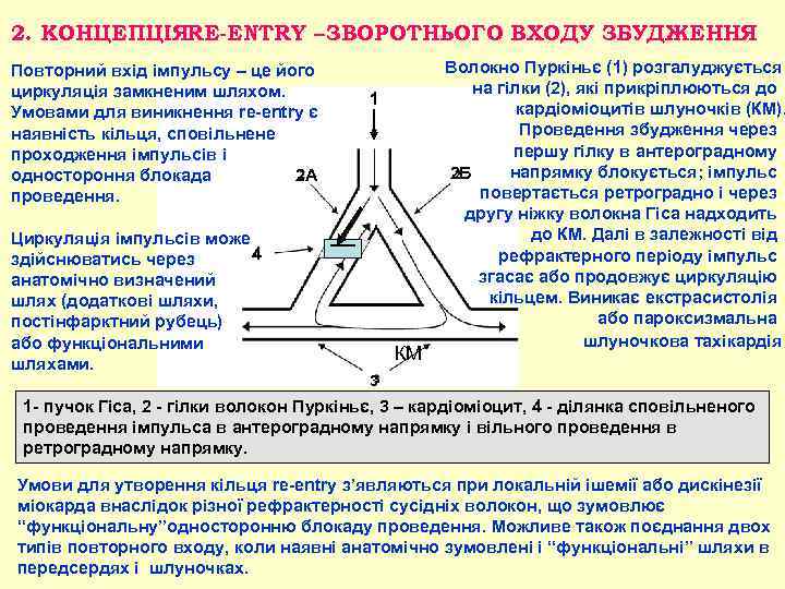 2. КОНЦЕПЦІЯRE-ENTRY – ЗВОРОТНЬОГО ВХОДУ ЗБУДЖЕННЯ Повторний вхід імпульсу – це його циркуляція замкненим