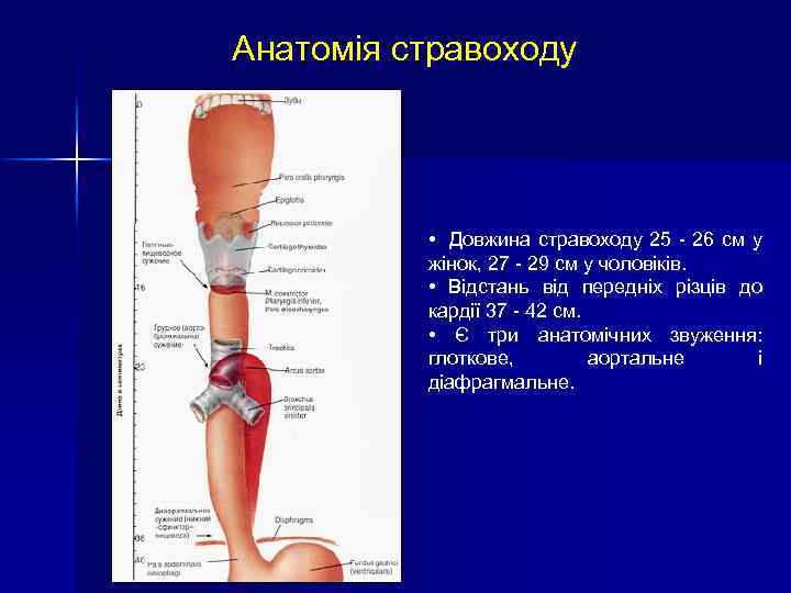 Анатомія стравоходу • Довжина стравоходу 25 - 26 см у жінок, 27 - 29