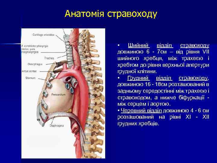 Анатомія стравоходу • Шийний відділ стравоходу довжиною 6 - 7 см – від рівня