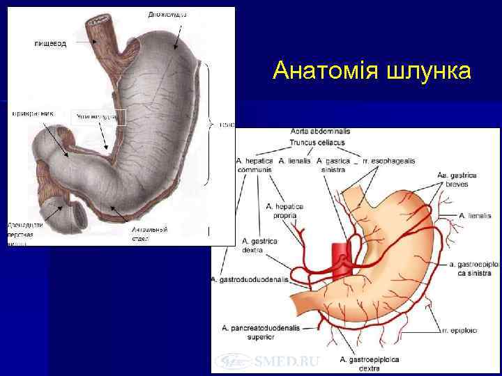 Анатомія шлунка 