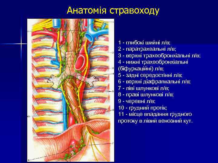 Анатомія стравоходу 1 - глибокі шийні л/в; 2 - паратрахеальні л/в; 3 - верхні